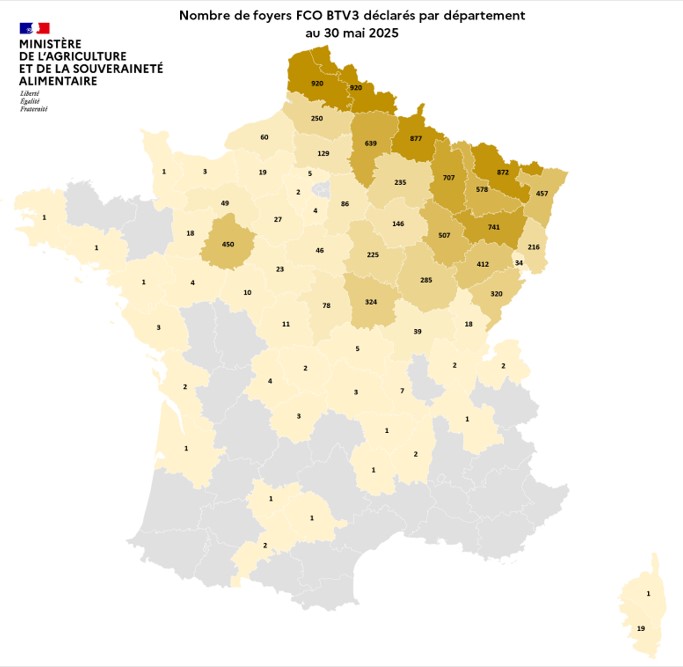 Nombre de foyers FCO BTV3 déclarés par département