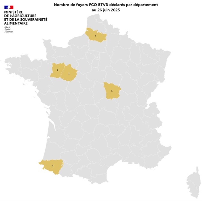 Nombre de foyers FCO BTV3 déclarés par département au 26 juin 2025