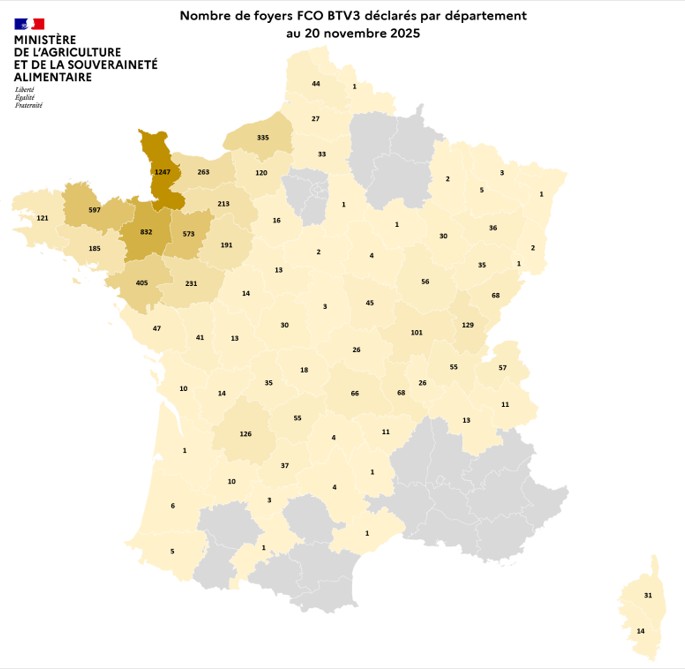 Nombre de foyers FCO BTV3 déclarés par département au 20 novembre 2025