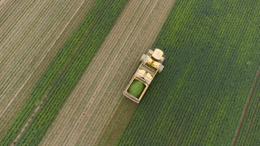 Vue aérienne d'une récolte de haricot dans un champ