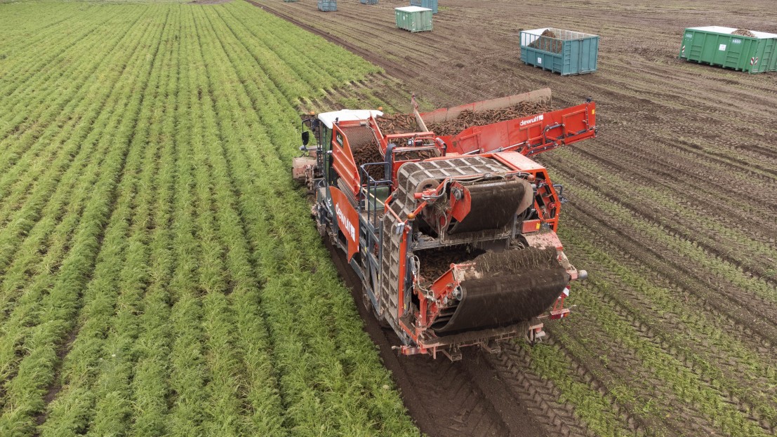 Récolte de carotte dans un champs