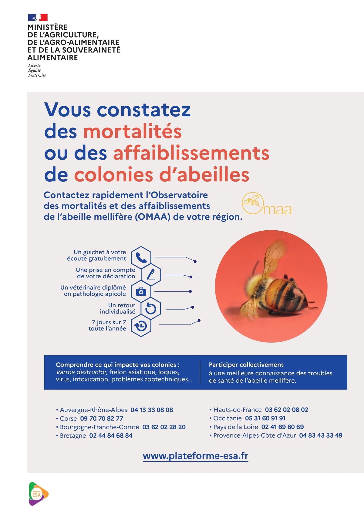 Affiche - Que faire en cas de constat de mortalités ou d'affaiblissements de colonies d’abeilles ?