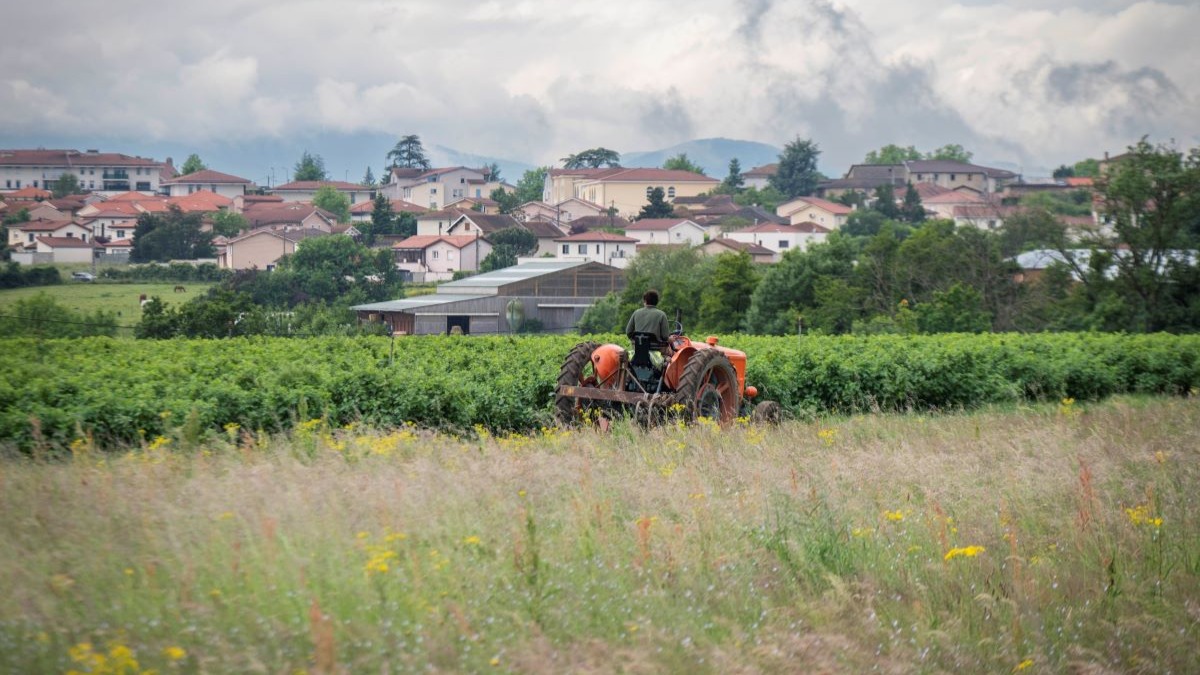 Un agriculteur sur un tracteur, devant un champ de cassis