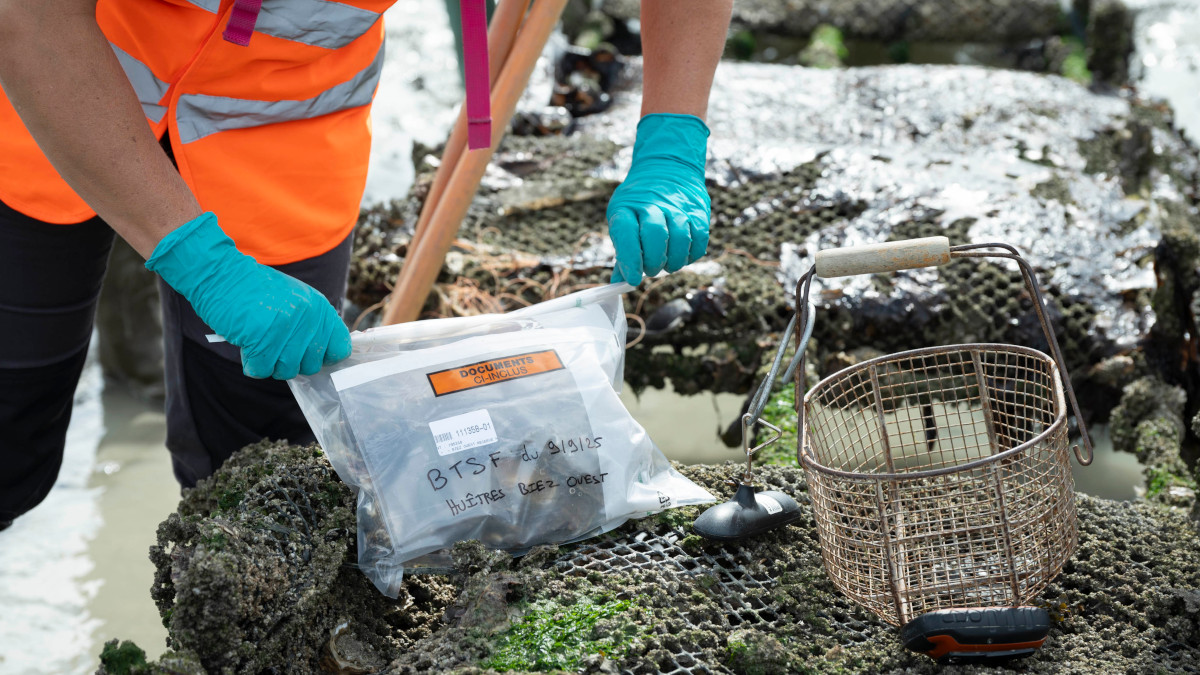 Prélèvement d'huîtres dans la baie du Mont-Saint-Michel