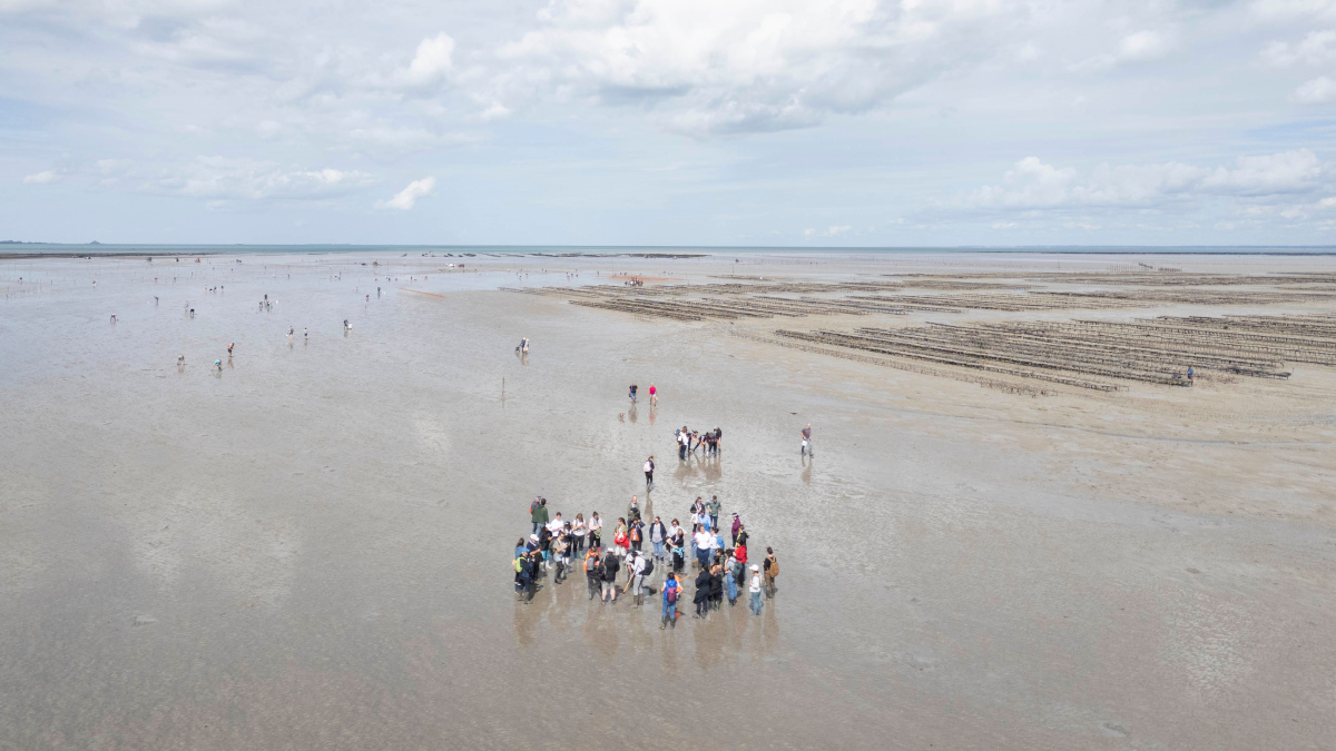 Des contrôleurs sanitaires européens en visite dans les parcs à huîtres de la baie du Mont-Saint-Michel