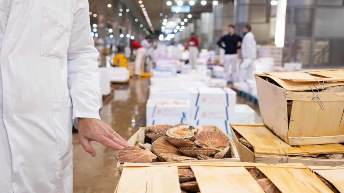 Contrôle des coquilles Saint-Jacques au marché de Rungis
