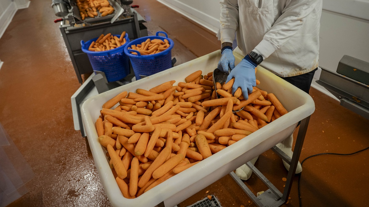Panier de carottes avant pré-coupe dans une machine