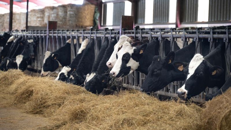 Vaches en stabulation. Voir le crédit sous l'image.
