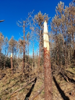 Impact sur pin laricio en Saône-et-Loire (Digoin)