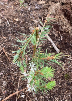 Impacts de grêle sur douglas sur jeunes plants dans le Morvan (Montsauche-les-Settons)