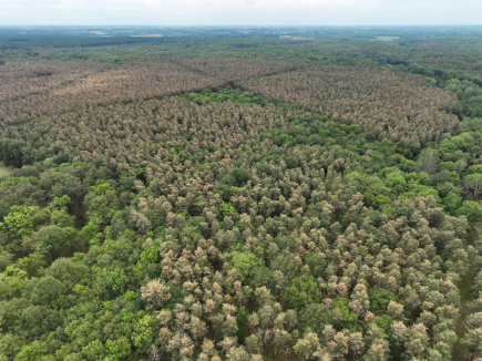 Vue aérienne d’un peuplement de pin sylvestre dominant en forêt de Cheverny suite à l’orage de grêle du 19 juin 2022 
