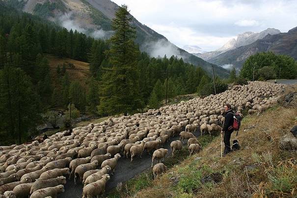 Berger surveillant un troupeau de moutons en transhumance dans la vallée de l'Ubaye