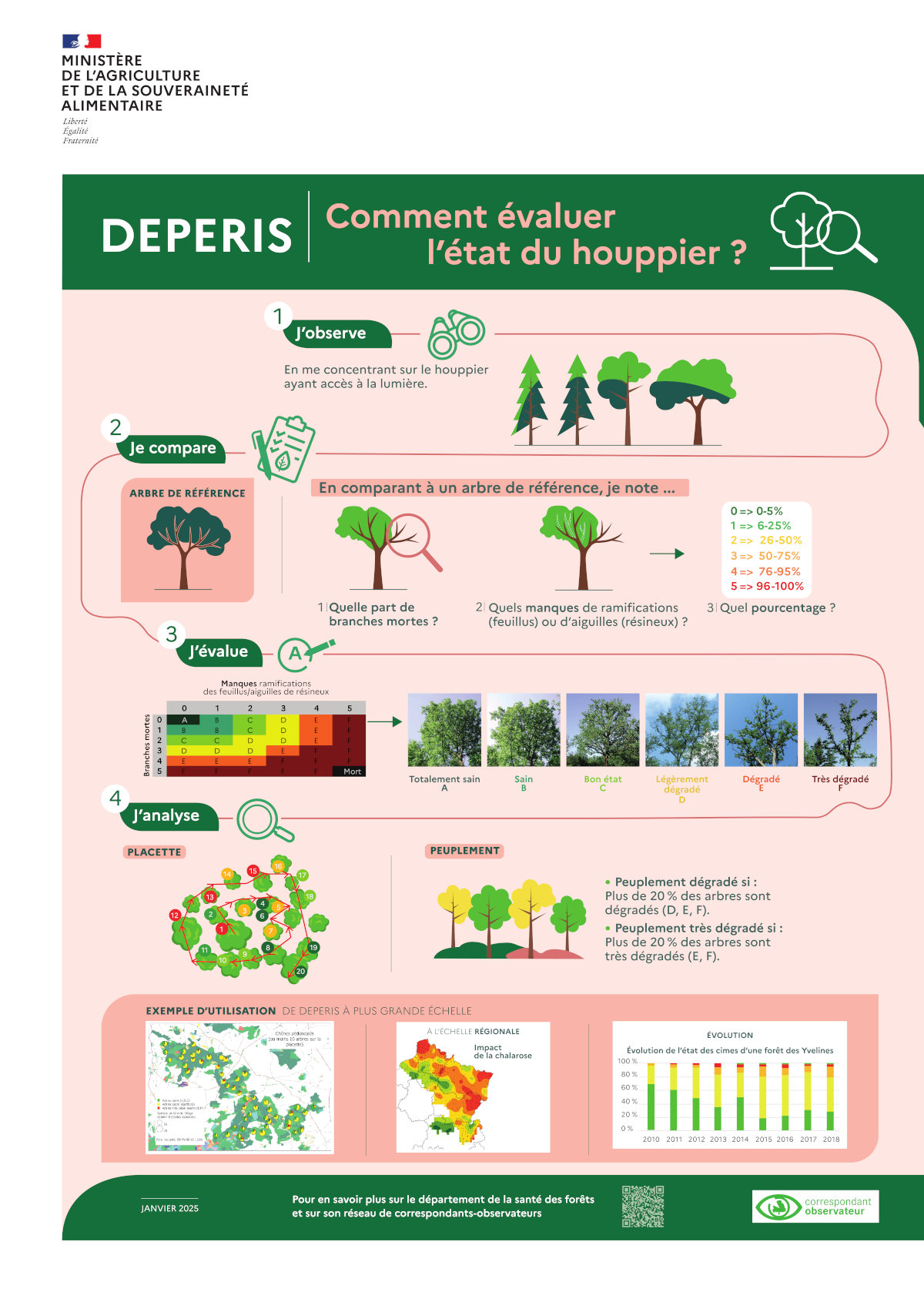 DEPERIS - Comment évaluer la santé du houppier ?