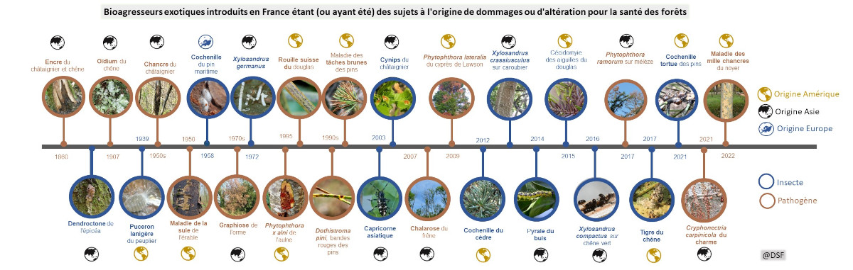 Bioagresseurs exotiques introduits en France étant (ou ayant été) des sujets à l'origine de dommages ou d'altération pour la santé des forêts