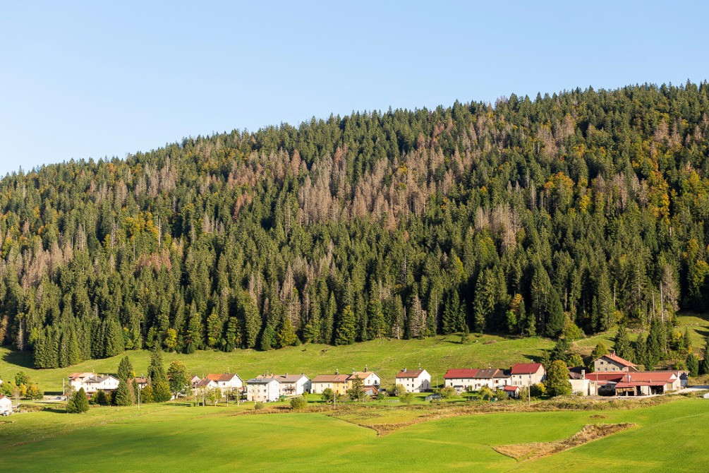 Massif d’épicéas touché par les scolytes dans le Jura
