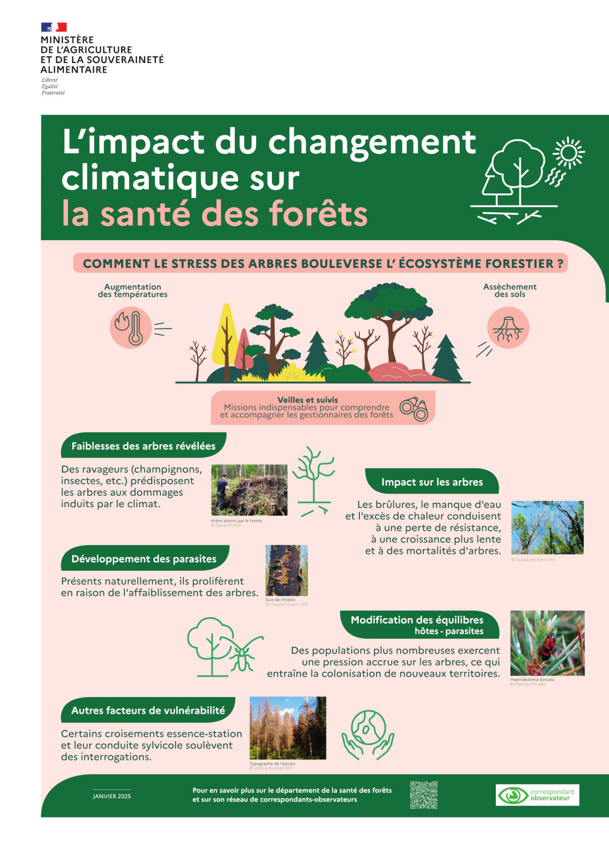L’impact du changement climatique sur la santé des forêts