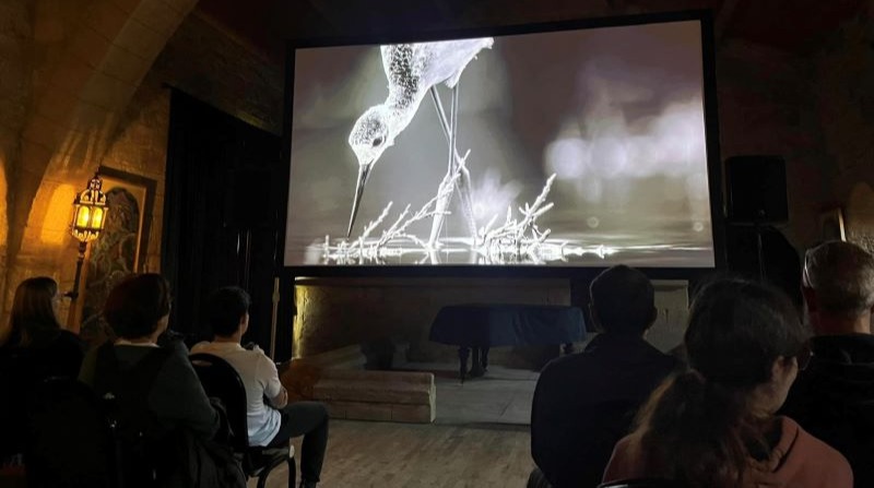 Projection d'un oiseau