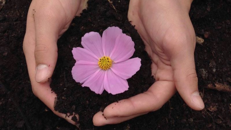 Fleur