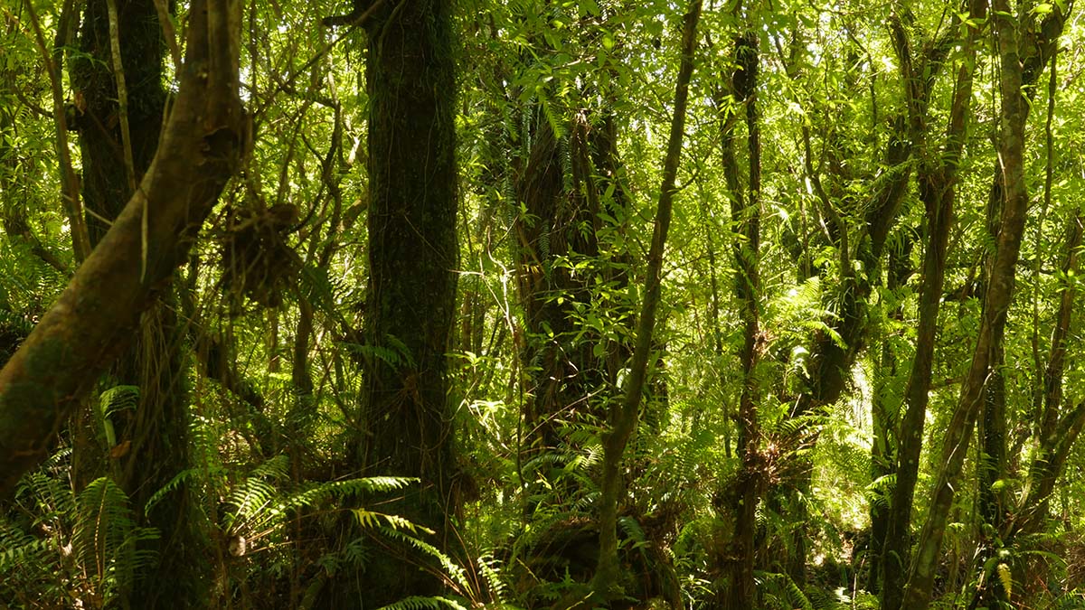 La forêt de bois de couleur des Bas, à La Réunion