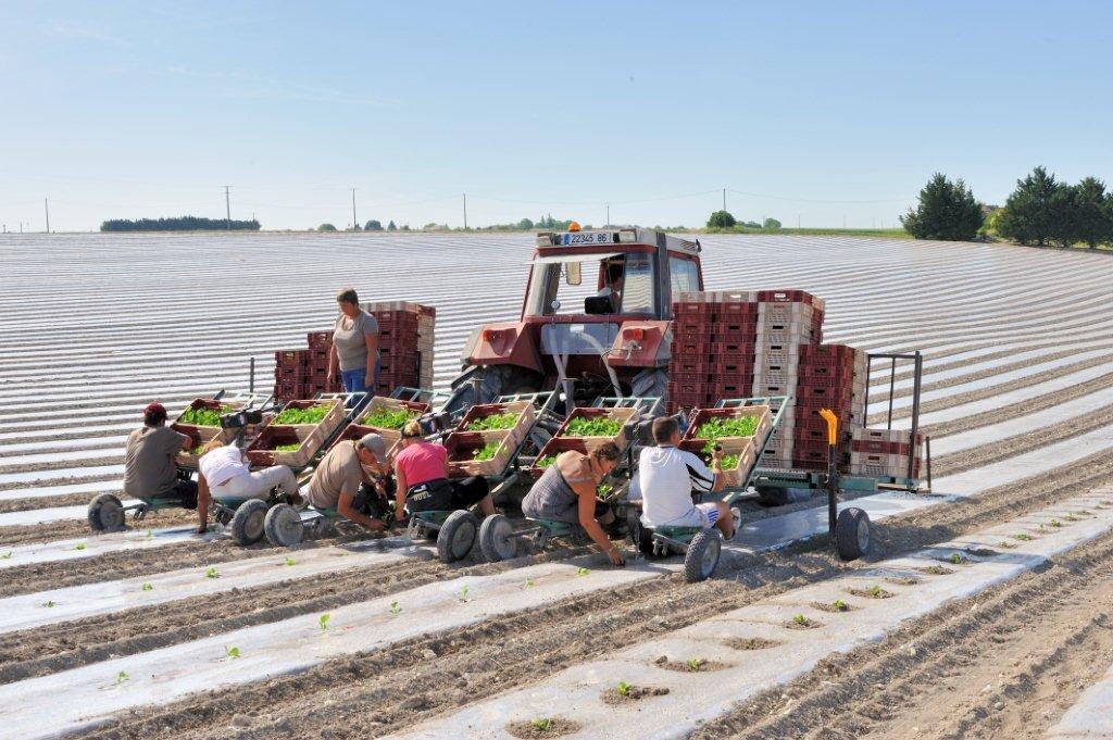 Supervision des ouvriers par une cheffe d’équipe : mise en terre de plants de melons