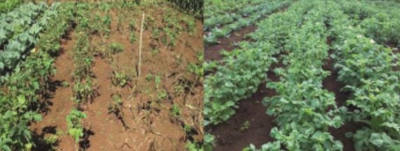 Résultats d’essais paysans sur la variété de pomme de terre Vigora (droite) plus résistante au mildiou que la Spunta (gauche) avec une quantité de fongicide réduite