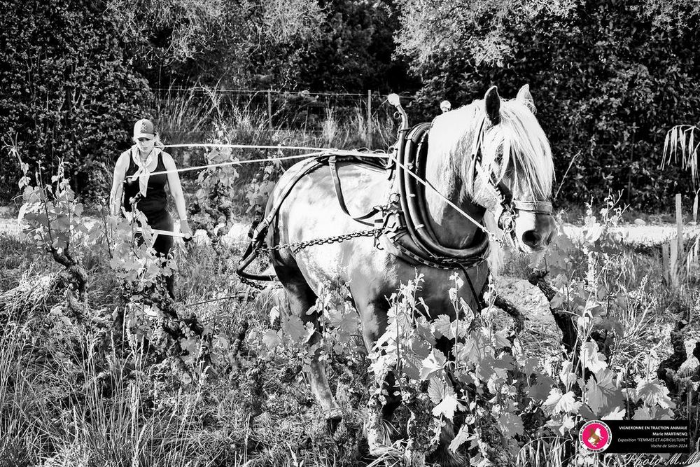 Marie Martinenq, cheffe de culture viticole. Photographie réalisée par la commission Femmes et Agriculture de Vache de Salon 2024.