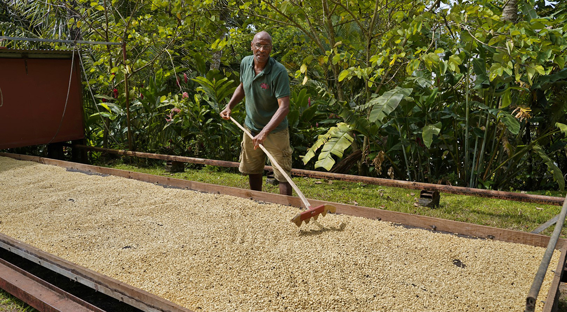Exploitant en train de sécher les cerises de café à l'air libre.