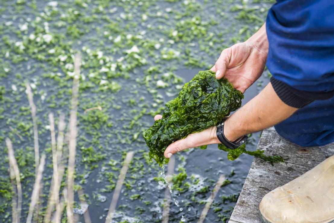 Algues recyclant l'eau dans un bassin