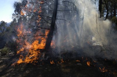 Le brûlage dirigé permet d'éliminer les brousailles et la litière par lesquelles le feu se propage, sans détruire les arbres. © MAITRE Christophe/INRA
