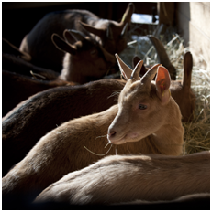 Chevreaux dans une chèvrerie © Xavier Remongin/Min.agri.fr