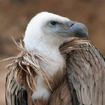 Jeune vautour fauve « Ubi pecora, ibi vultures » ou « Là où sont les troupeaux, là aussi sont les vautours » ©Wikipedia