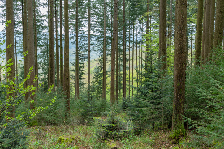 Douglasaie dans le massif du Morvan