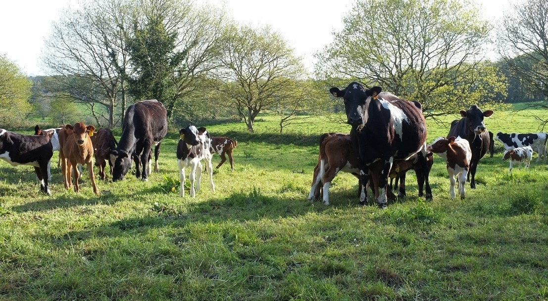 troupeau de vaches laitières en Bretagne