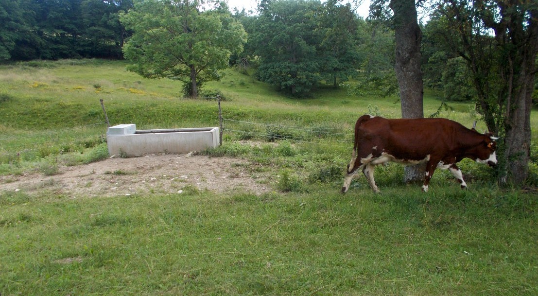 Vache devant un abreuvoir