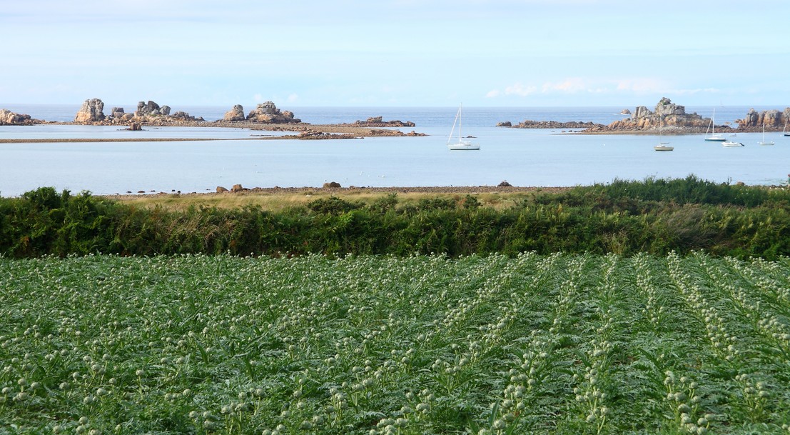 Un champs d'artichauts le long de la côte en Bretagne