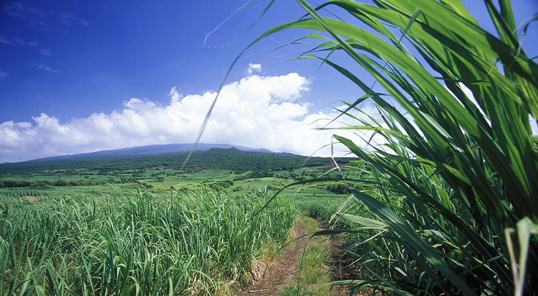 Champs de canne à sucre à la Réunion