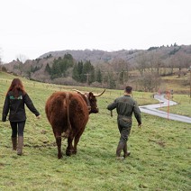 Vache salers et ses propriétaires dans un champs