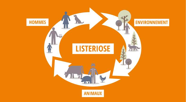 Les Zoonoses, Ces Maladies Transmissibles Entre L'homme Et L'animal ...