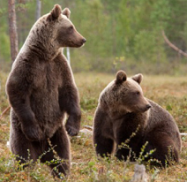 Deux ours bruns, dont un debout