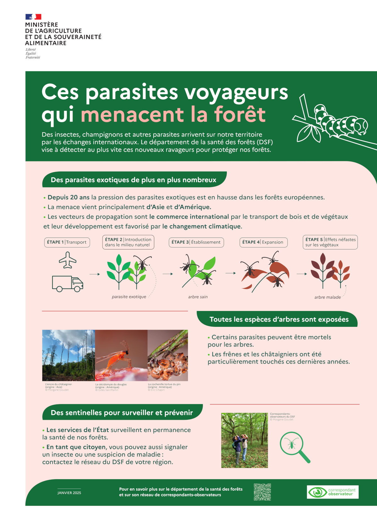 Ces parasites voyageurs qui menacent la forêt