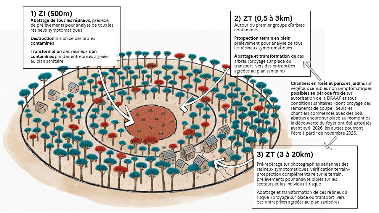 Schéma de la délimitation du foyer et des priorisations de lutte en fonction du risque appliqué à la détection de Seignosse