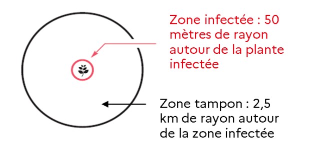 Schéma d’une zone délimitée comprenant une zone tampon et une zone infectéeShéma 