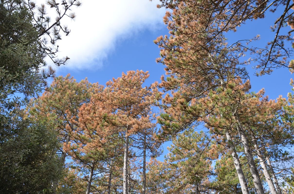 Importants rougissements des pins noirs et sylvestres de l'Est et du