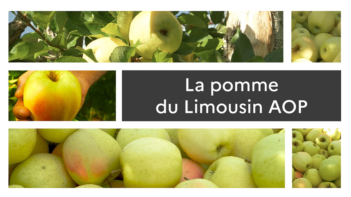 La pomme du Limousin AOP