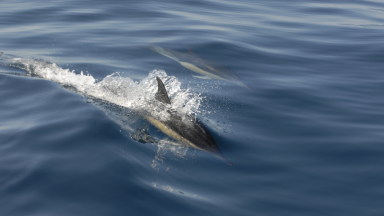 Comprendre Et Prévenir Les Captures Accidentelles De Mammifères Marins ...