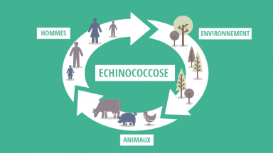 Les Zoonoses, Ces Maladies Transmissibles Entre L'homme Et L'animal ...