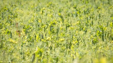 Agriculture : la culture de la lentille verte du Puy menacée en Haute-Loire