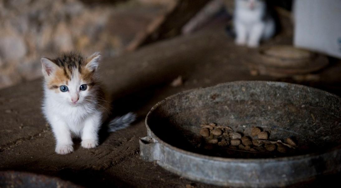 La Sterilisation Des Chats Un Acte De Protection Ministere De L Agriculture Et De La Souverainete Alimentaire