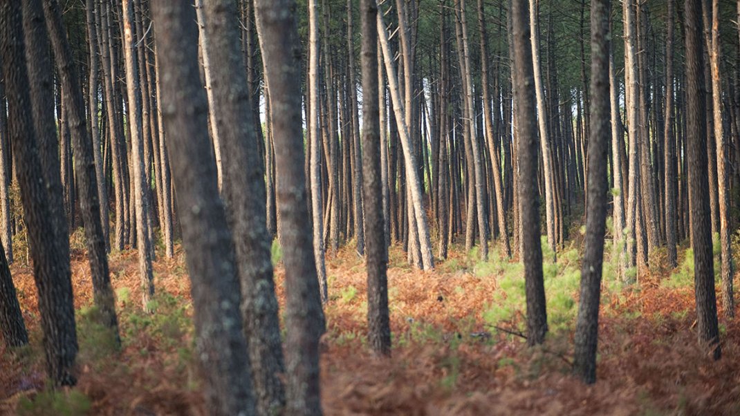 Santé des végétaux : un foyer de nématode du pin détecté pour la première fois en France