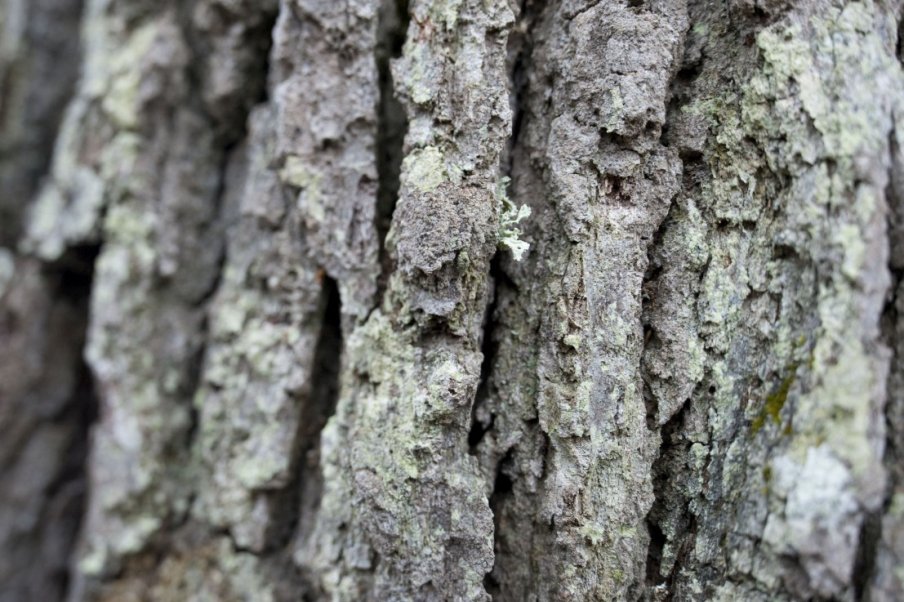 Statistiques annuelles sur les ventes de graines et plants forestiers